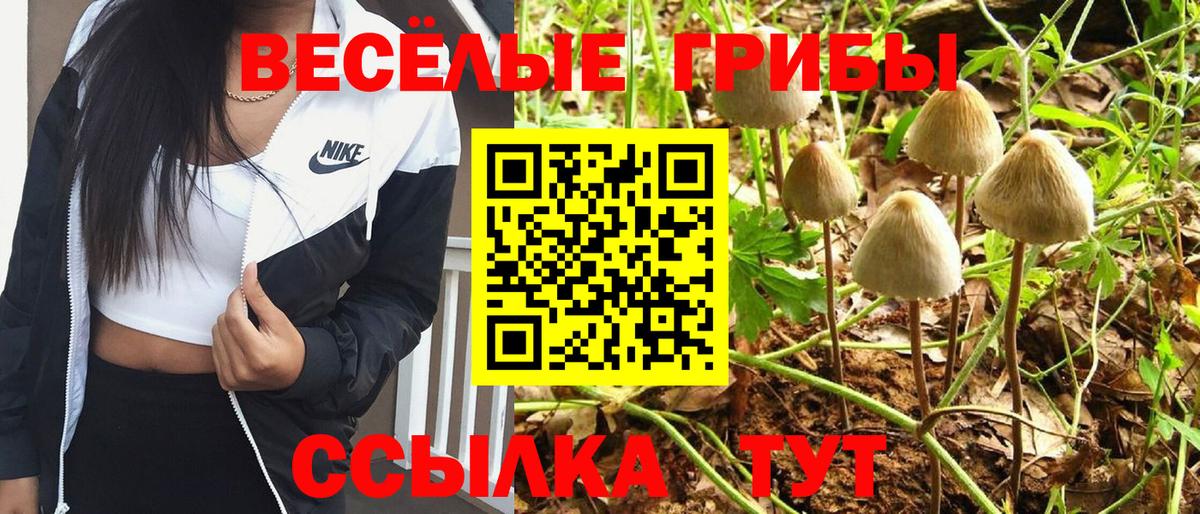 Галлюциногенные грибы Psilocybine cubensis Кандалакша